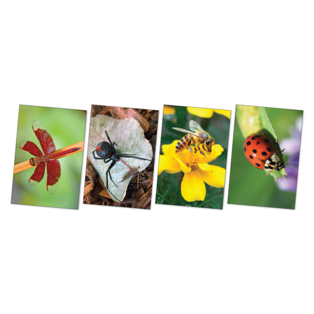 Garden Bugs Poster Pack